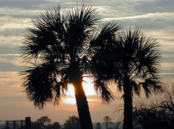 Palm trees in the sunset in Hilton Head